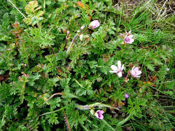 Schierlings-Reiherschnabel - Eurodium cicutarium