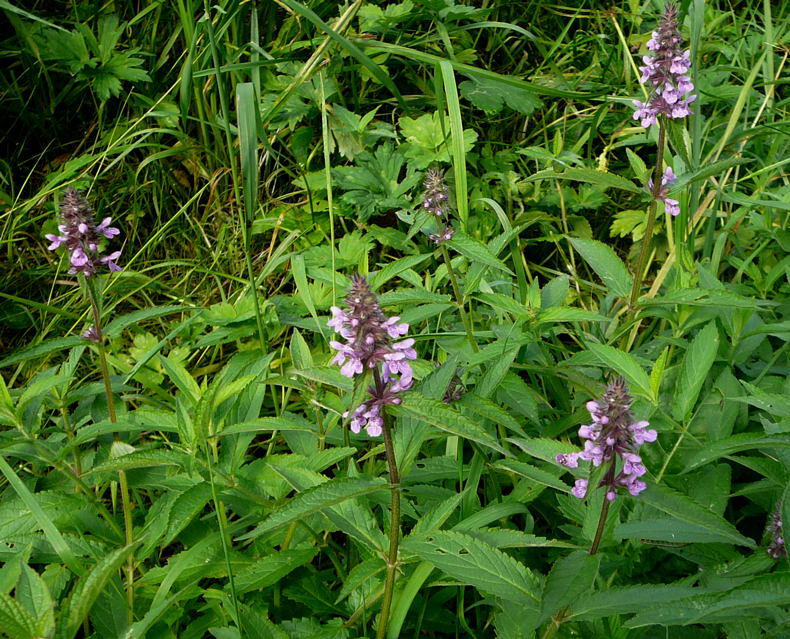 Sumpf-Ziest - Stachys palustris