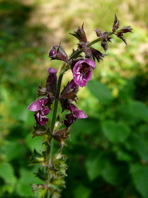 Wald-Ziest - Stachys sylvatica