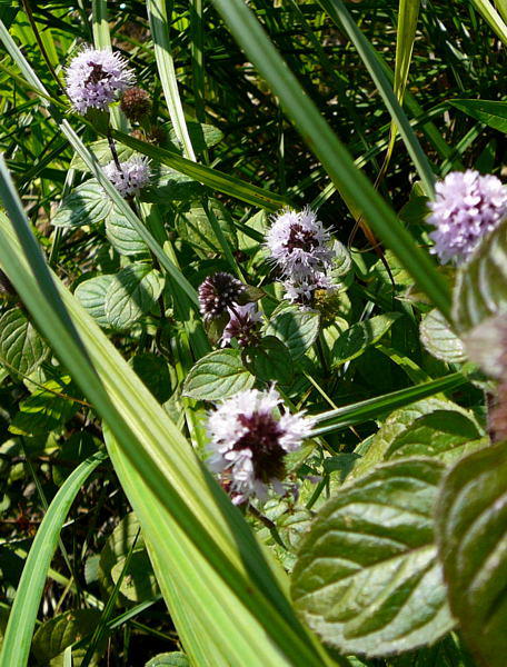 Wasser-Minze - Mentha aquatica