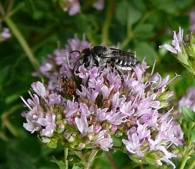 Luzerne-Blattschneiderbiene - Megachile rotundata
