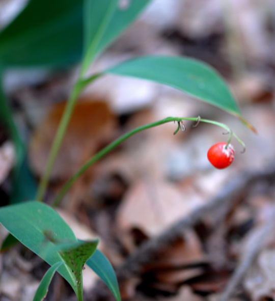 Maiglckchen, Frucht - Convallaria majalis