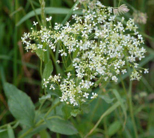 Pfeilkresse - Cardaria draba