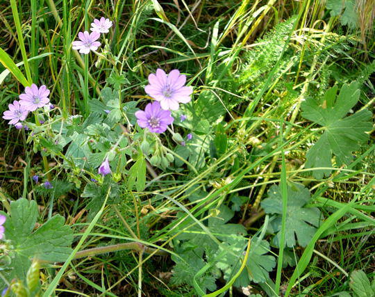 Pyrenen-Storchschnabel - Geranium pyrenaicum