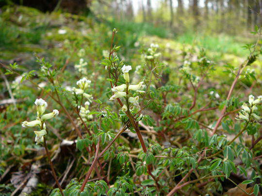 Rankender Lerchensporn - Ceratocapnos claviculata
