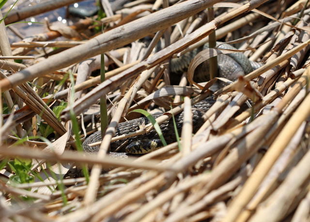 Ringelnatter - Natrex natrex