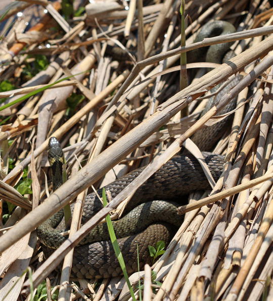 Ringelnatter - Natrex natrex