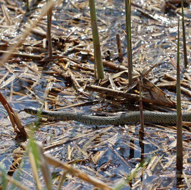 Ringelnatter - Natrex natrex