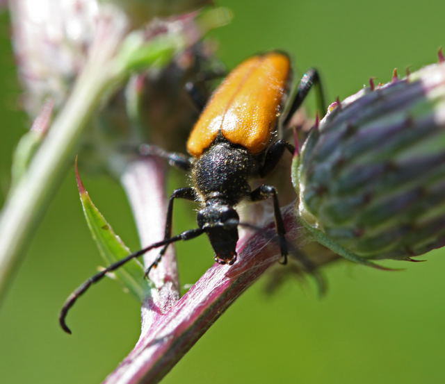 Rothalsbock, Mnnchen - Leptura rubra