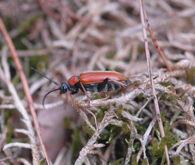Rothalsbock, Weibchen - Leptura rubra