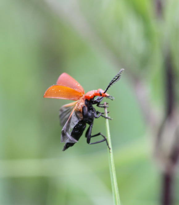 Rotkpfiger Feuerkfer - Pyrochroa serraticornis