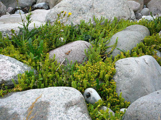 Salzmiere - Honckenya peploides