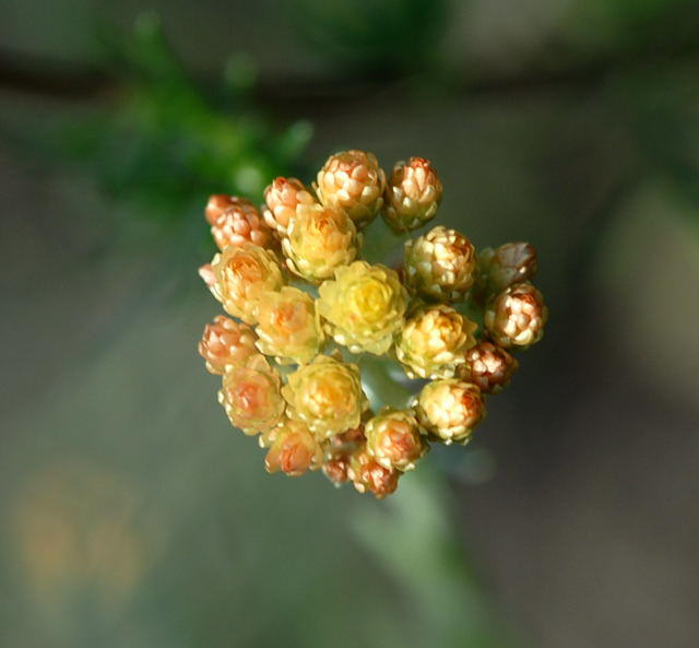 Sand-Strohblume - Helichrymus arenarium 