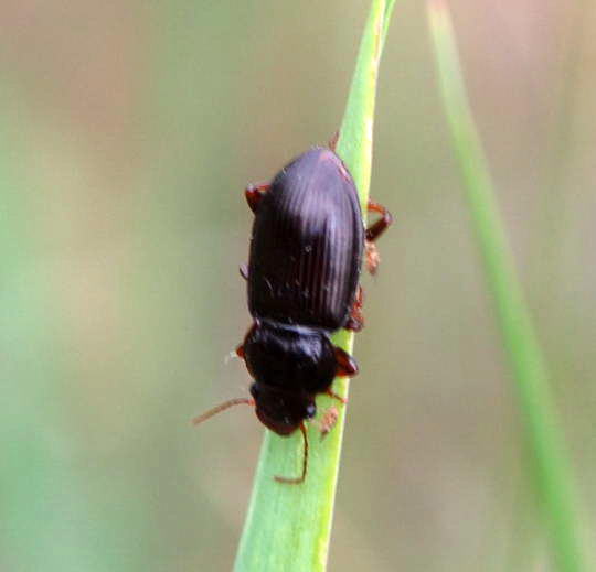 Schnelllufer - Harpalus spec.