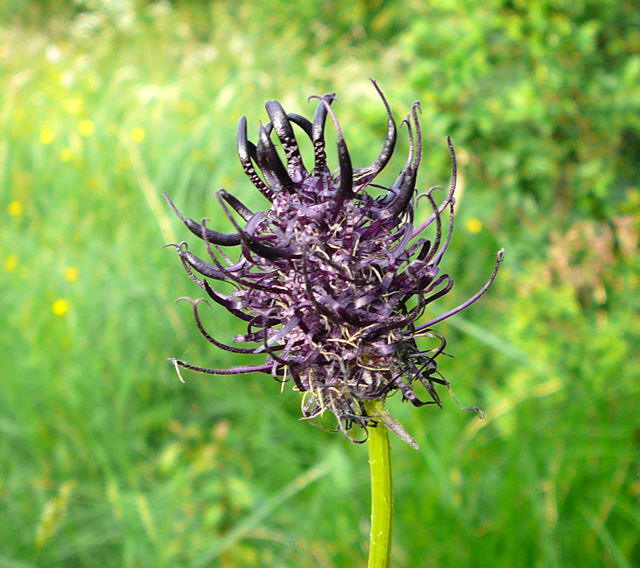 Schwarze Teufelskralle - Phyteuma nigrum
