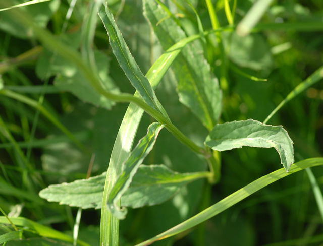 Schwarze Teufelskralle - Phyteuma nigrum