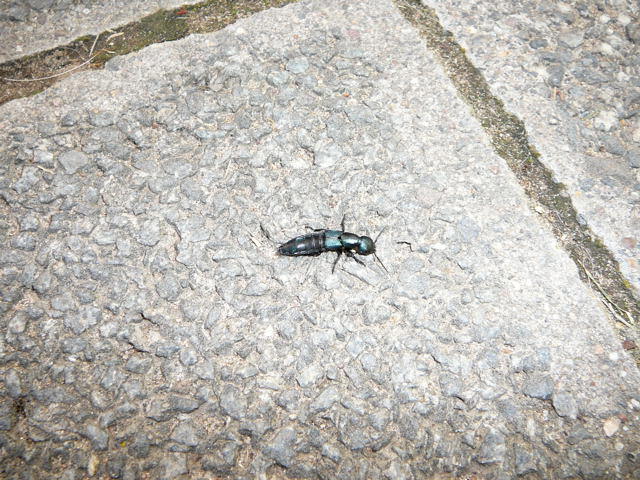 Schwarzer Moderkurzflgler 2 - Ocypus spec.