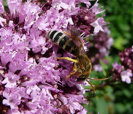 Sechsbindige Furchenbiene 