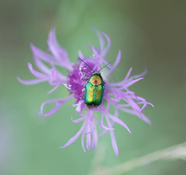 Seidiger Fallkfer - Cryptocephalus sericeus 
