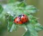 Siebenpunkt-Marienkfer - Coccinella septempunctata