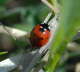 Siebenpunkt-Marienkfer - Coccinella septempunctata