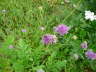 Skabiosen-Flockenblume - Centaurea scabiosa
