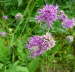 Skabiosen-Flockenblume - Centaurea scabiosa