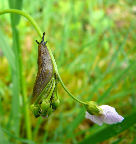Spanische Wegschnecke 
