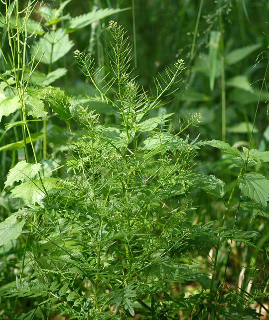 Spring-Schaumkraut - Cardamine impatiens 