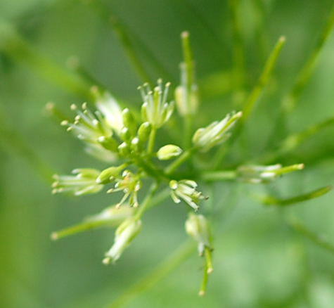 Spring-Schaumkraut - Cardamine impatiens 