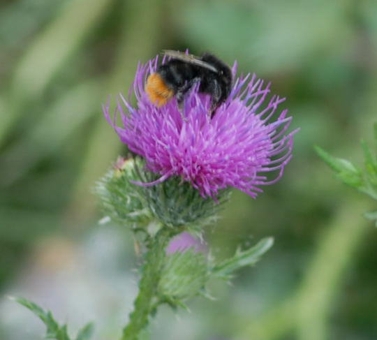 Steinhummel - Bombus lapidarius