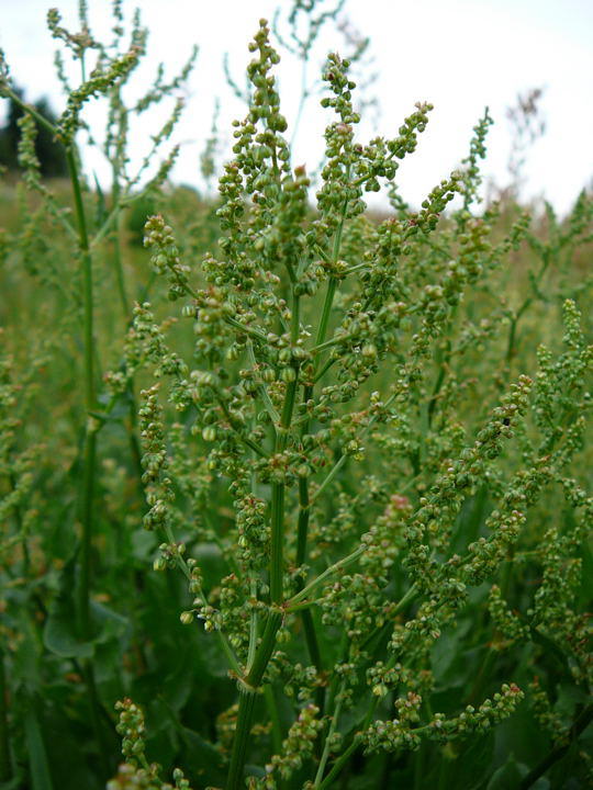 Straubltiger Sauerampfer - Rumex thyrsiflorus