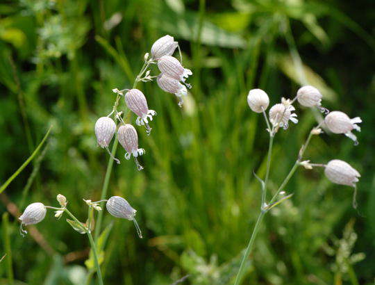 Taubenkropf-Leimkraut - Silene vulgaris