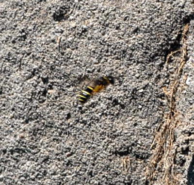 Vierbindige Furchenbiene - Halictus quadricinctus