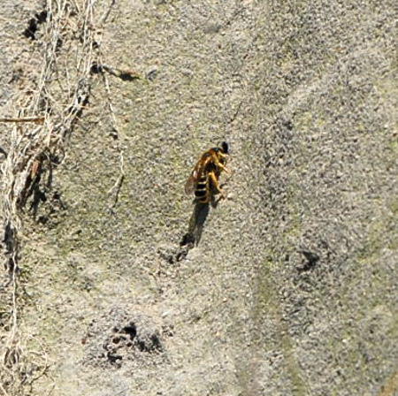 Vierbindige Furchenbiene - Halictus quadricinctus