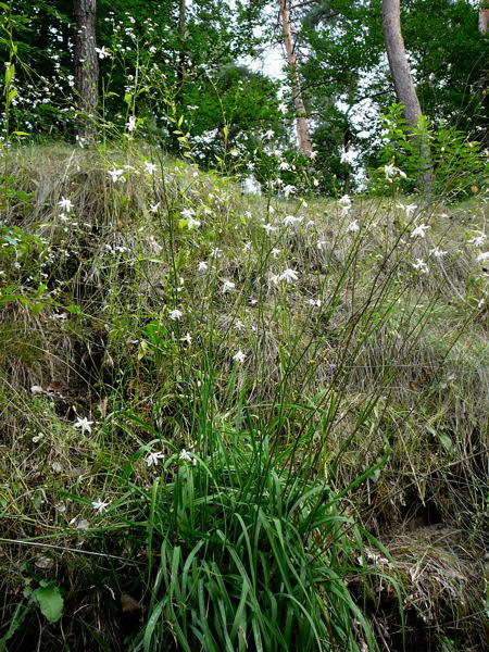 stige Graslilie - Anthericum ramosum