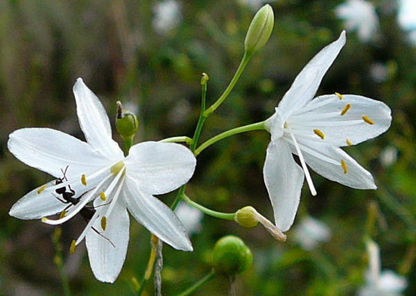 stige Graslilie - Anthericum ramosum
