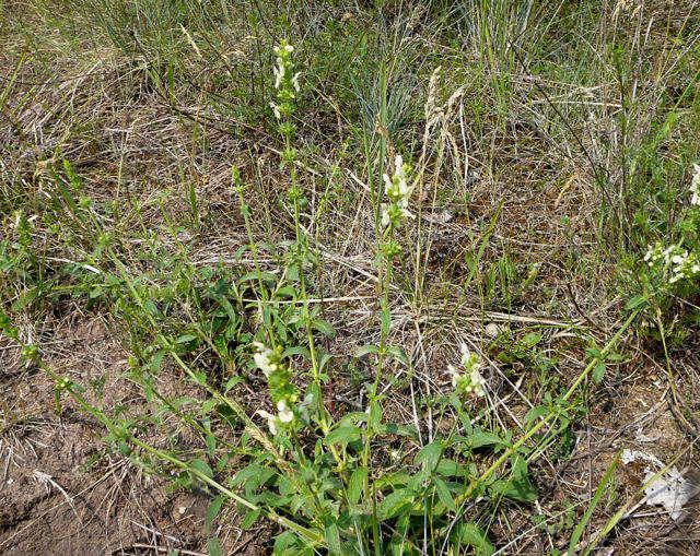 Aufrechter Ziest - Stachys recta