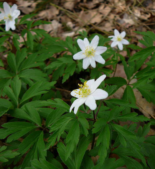 Buschwindrschen - Anemone nemorosa