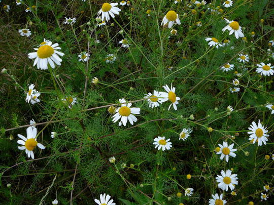 Echte Kamille - Matricaria chamomilla