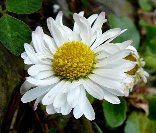 Gnseblmchen - Bellis perennis