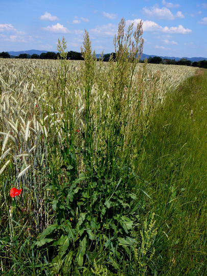 Groer Sauerampfer - Rumex acetosa 