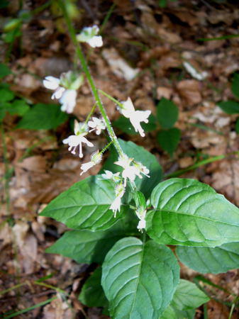 Groes Hexenkraut - Circaea lutetiana