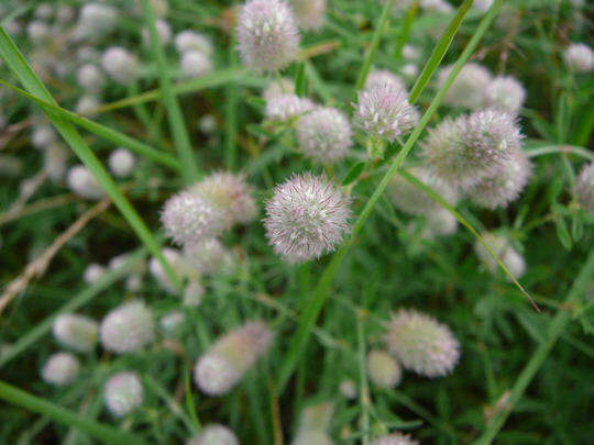 Hasen-Klee (Acker-Klee) - Hasen-Klee - Trifolium arvense