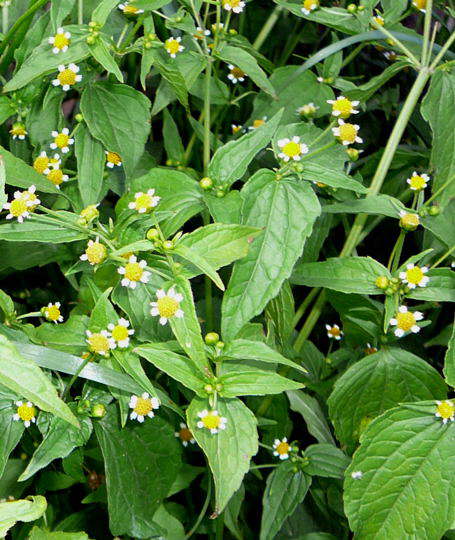 Kleinbltiges Knopfkraut - Galinsoga parviflora