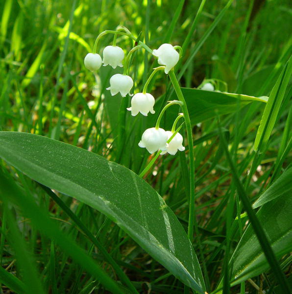 Maiglckchen - Convallaria majalis