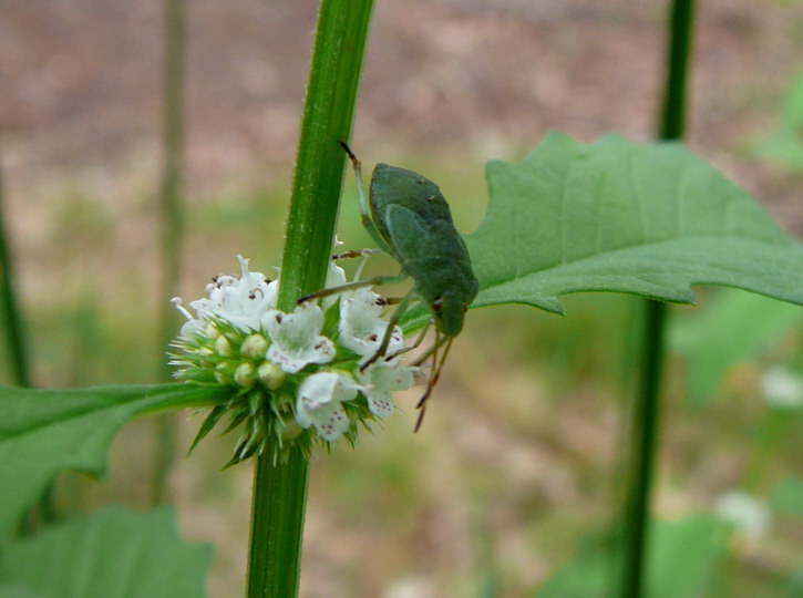 Ufer-Wolfstrapp - Lycopus europaeus