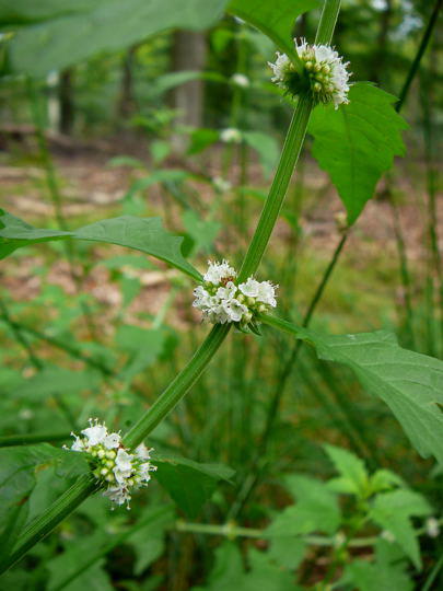 Ufer-Wolfstrapp - Lycopus europaeus