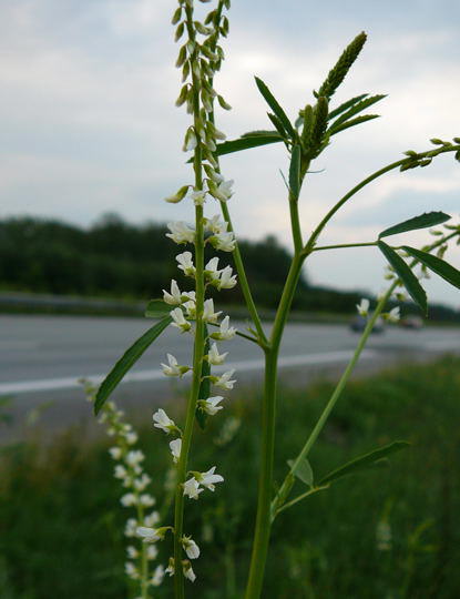 Weier Steinklee - Melilotus albus