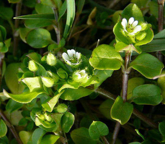 Vogelmiere - Stellaria media